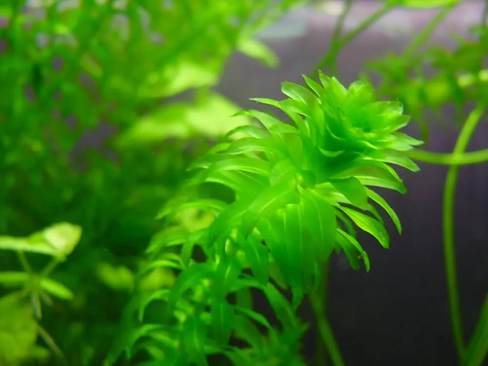 Canadian Waterweed