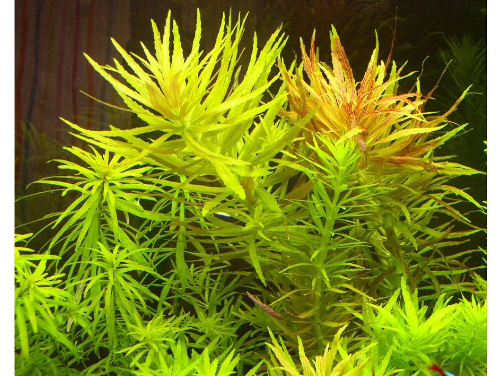 Limnophila Hippuroides
