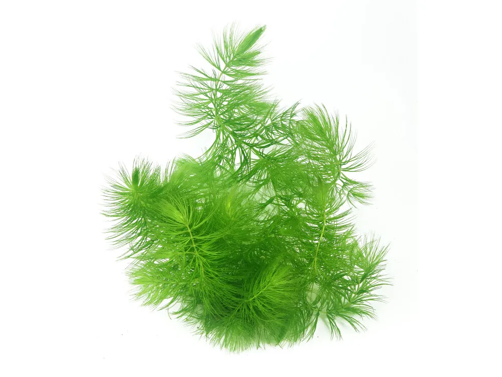 Hornwort