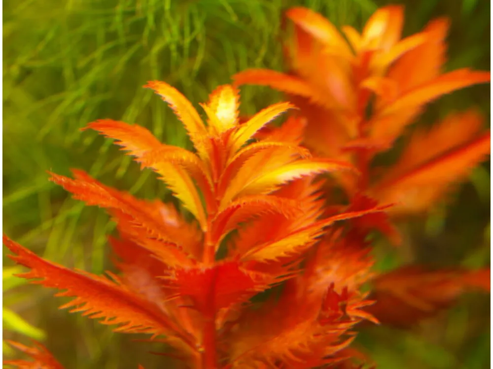 Mermaid Weed