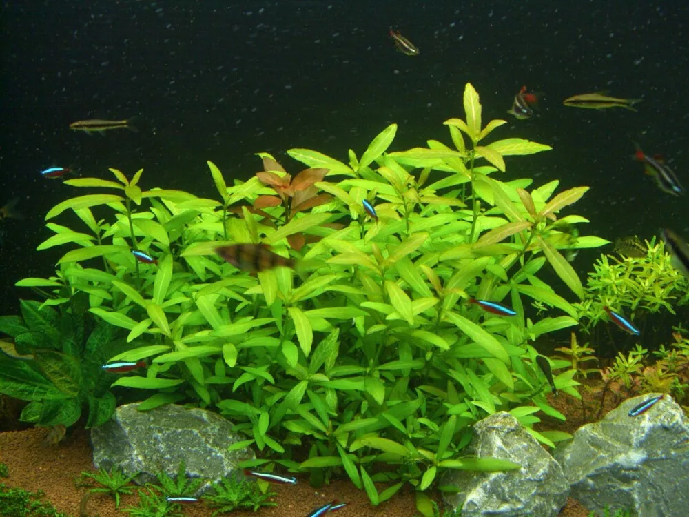 Dwarf Hygrophila