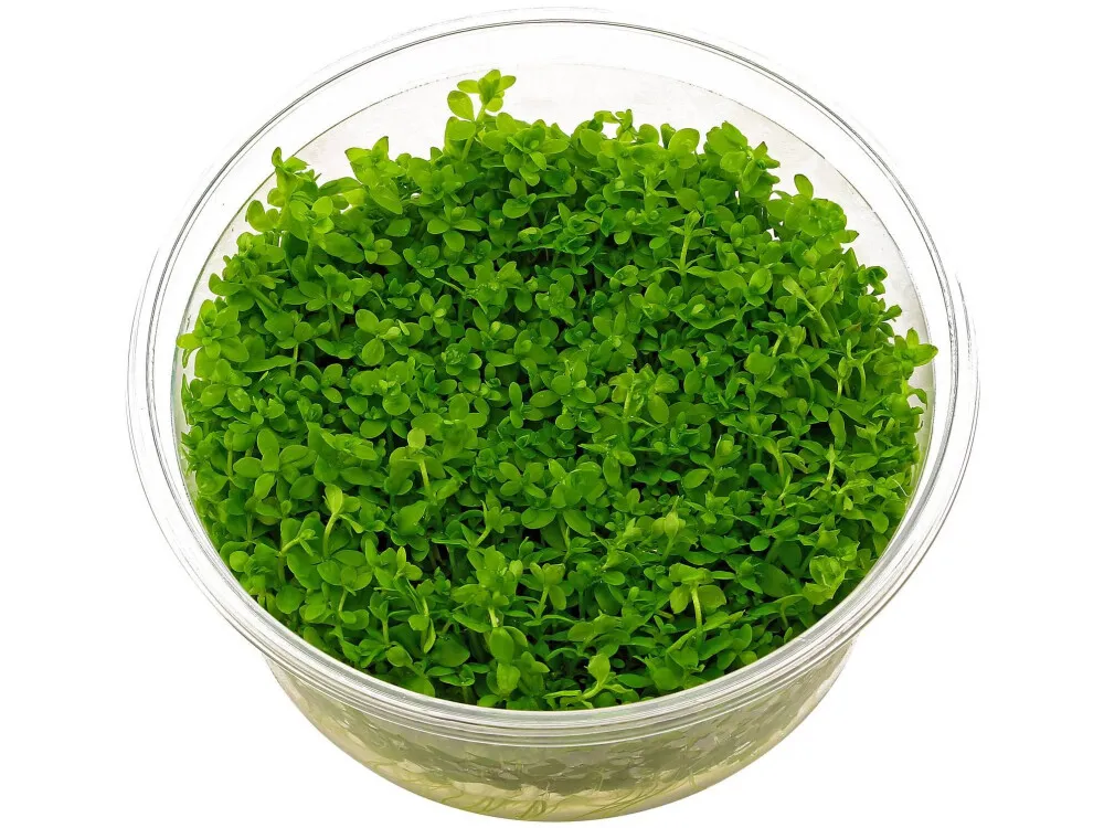 Pearlweed