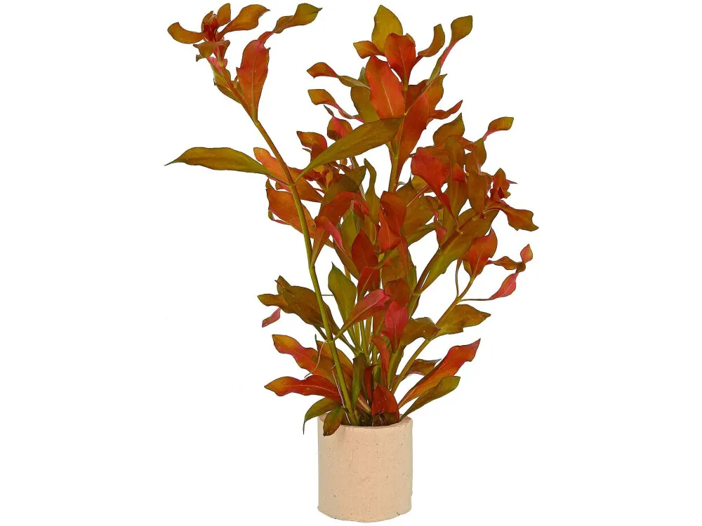Creeping Ludwigia