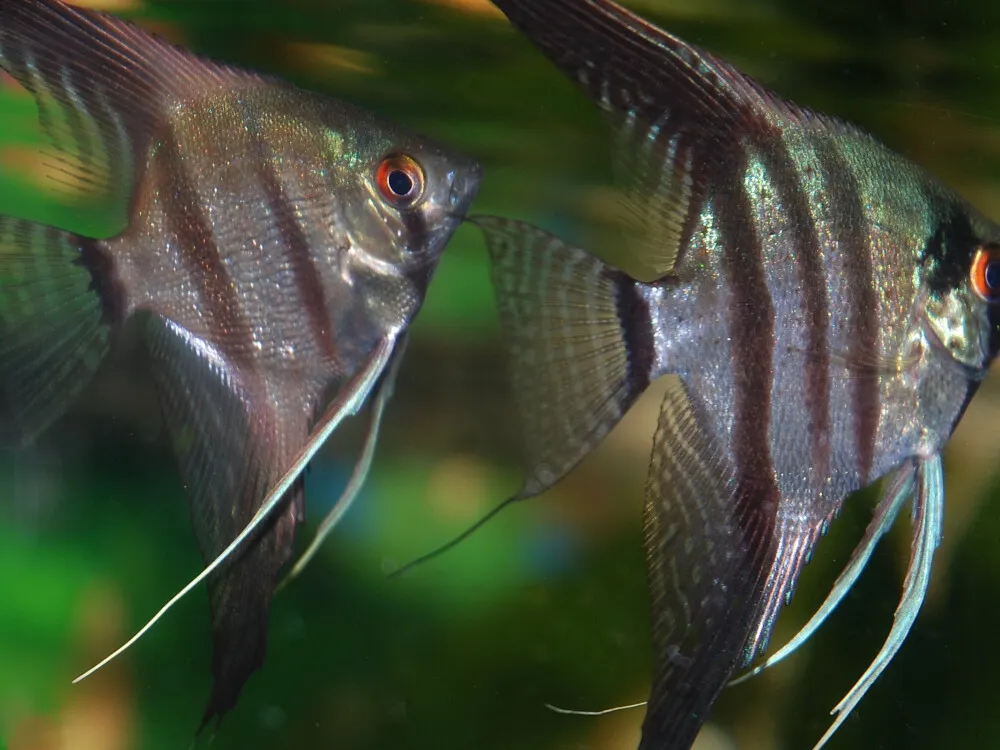 Angelfish