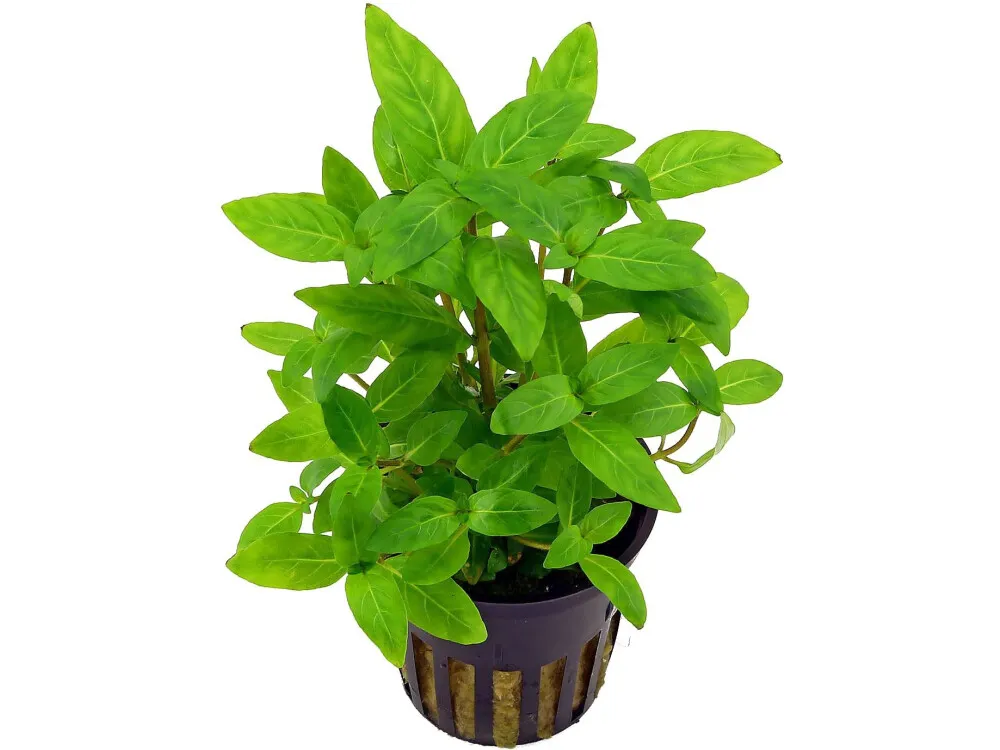 Staurogyne Repens