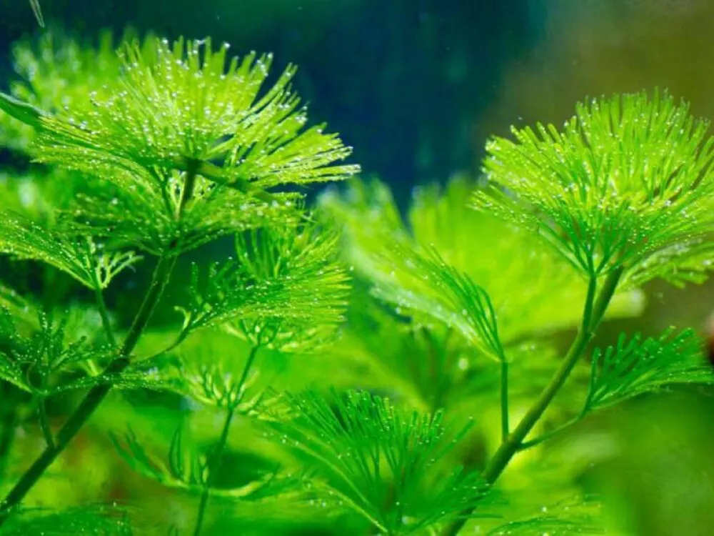 Green Cabomba