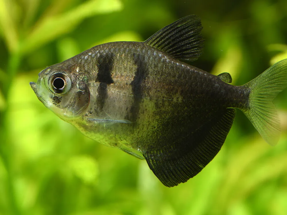 Black Widow Tetra