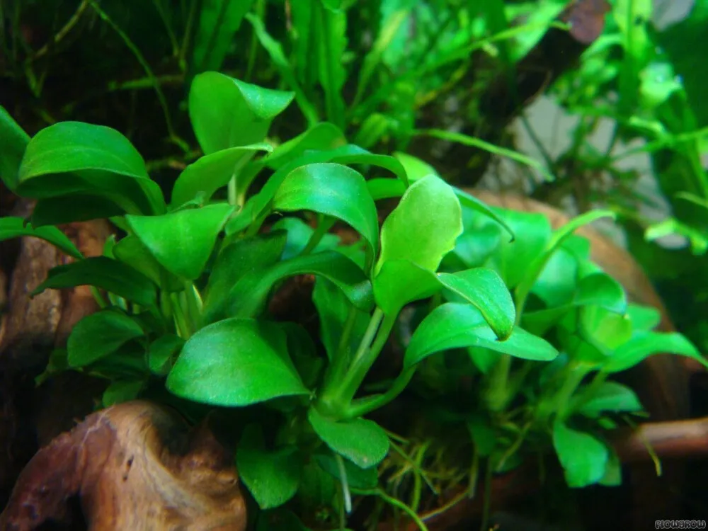 Anubias Nana