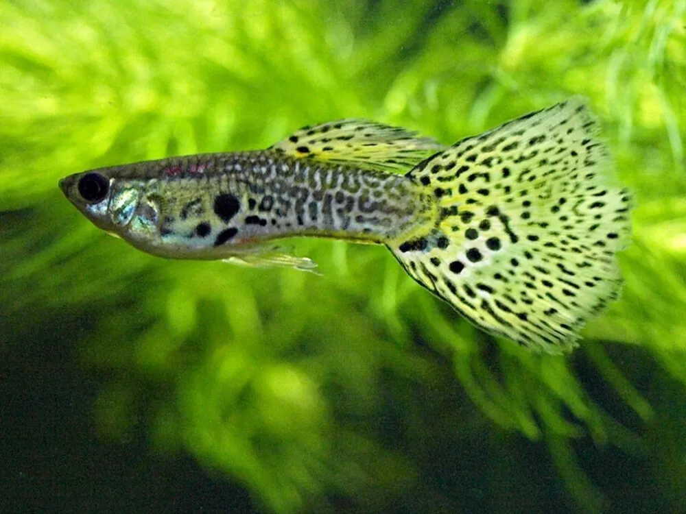 Guppy