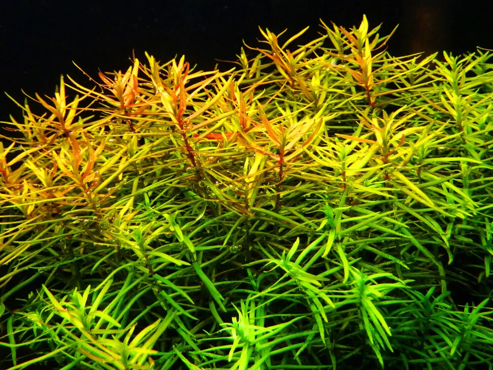 Water Hedge