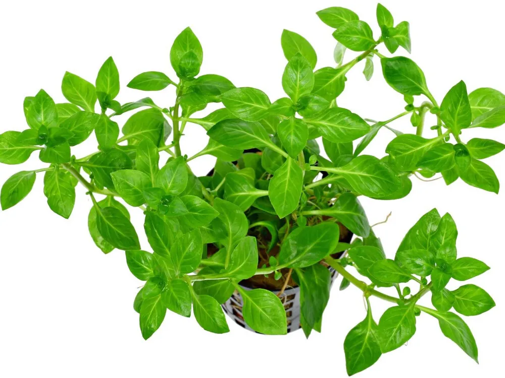 Marsh Ludwigia