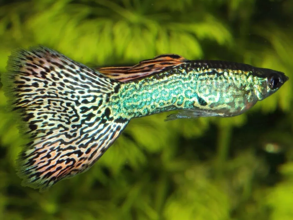 Guppy