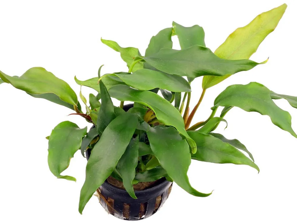 Glabra Anubias
