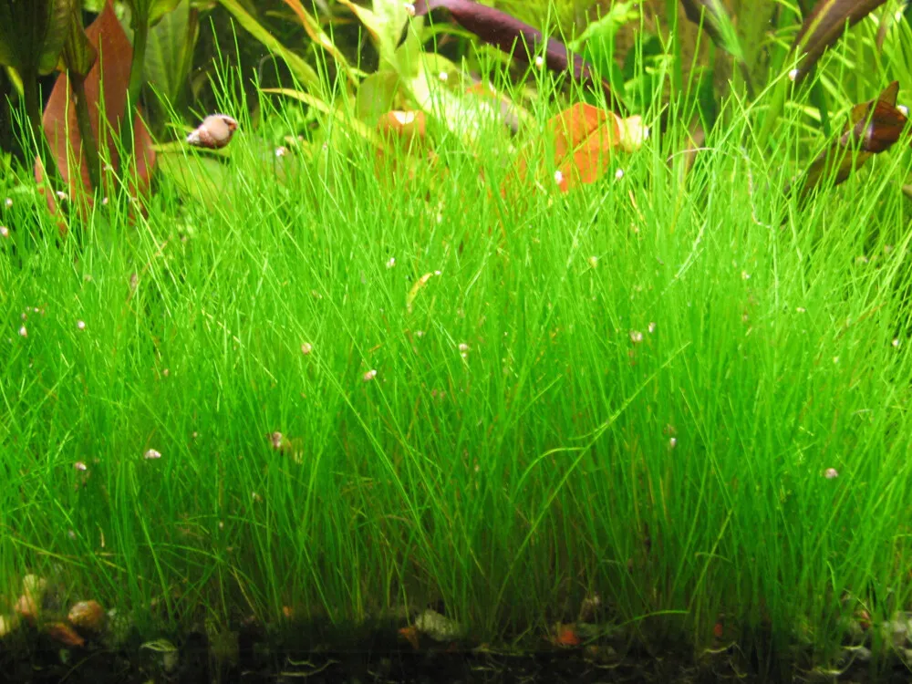 Mini Hairgrass