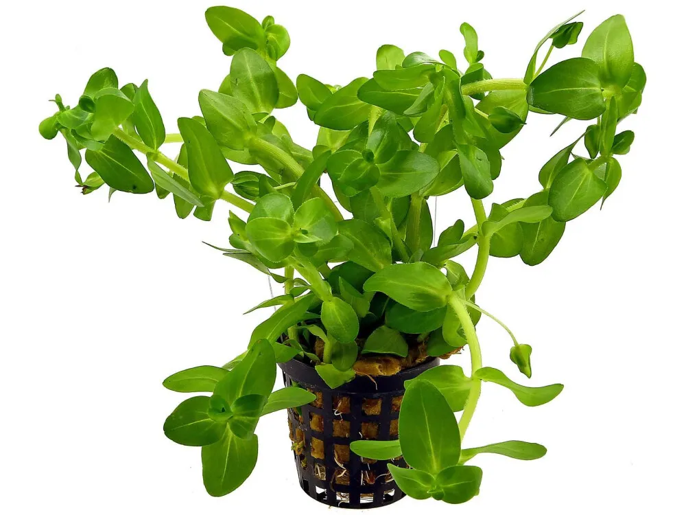 Lemon Bacopa