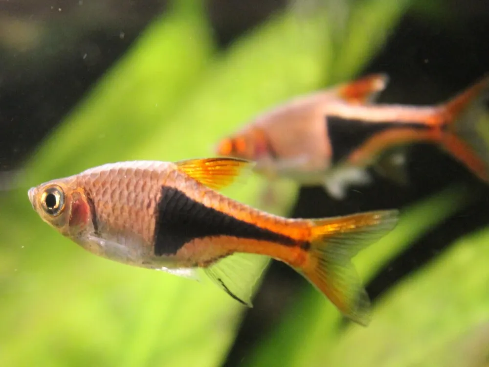 Harlequin Rasbora