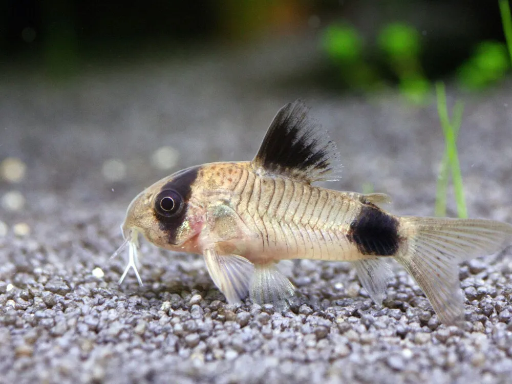 Panda Corydoras