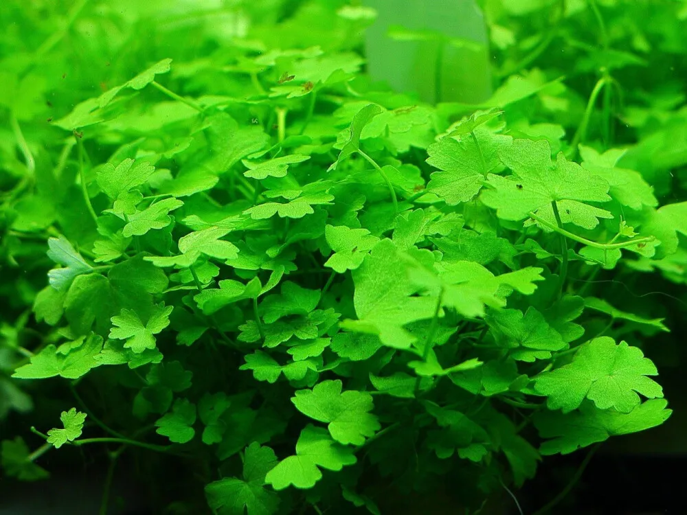Japanese Hydrocotyle