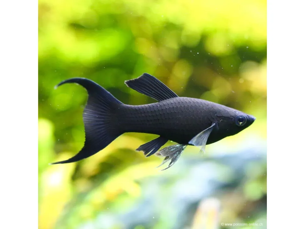 Black Molly